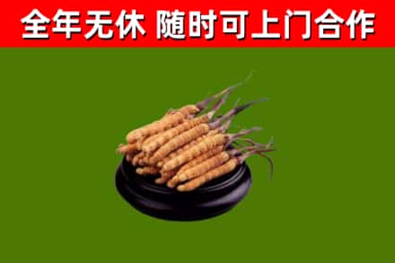 费市烟酒回收冬虫夏草.jpg